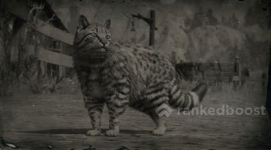 Red Dead Redemption 2 Cat
